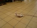 後ろ向きでアレですが(^^ヾ